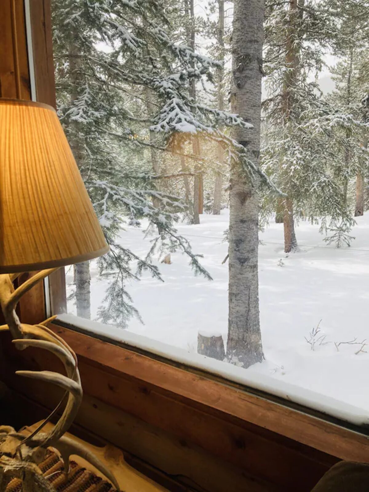 View from inside the cabin looking out at snow-covered pine trees